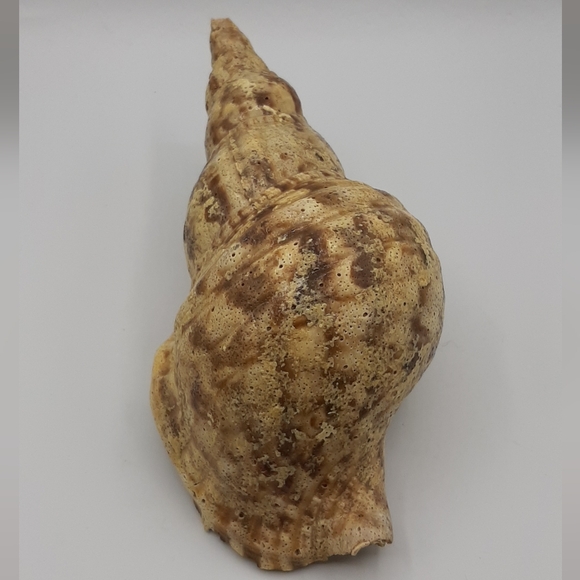 Tritons Trumpet CHARONIA TRITONIS 8 1/2" Natural Shell Large Home Decor - Picture 2 of 7